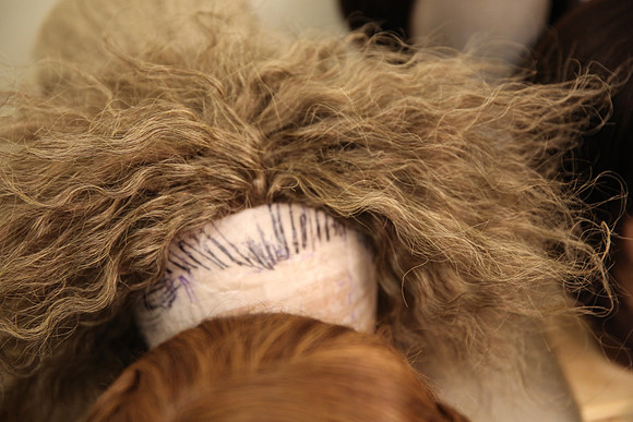 20150122_FGO_Cosi_fan_Tutte_9C7C3419
