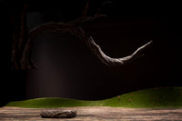Orfeo ed Euridice Florida Grand Opera by Ranieri de’ Calzabigi