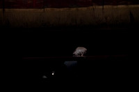 20260329_Rubies_Matine_Arsht_2026_DSC2520
