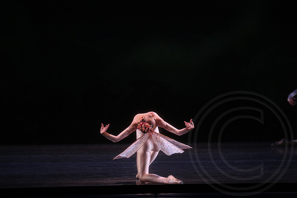 20160317_Midsummer_Nights_Dream_DR_Closeup_IMG_6883