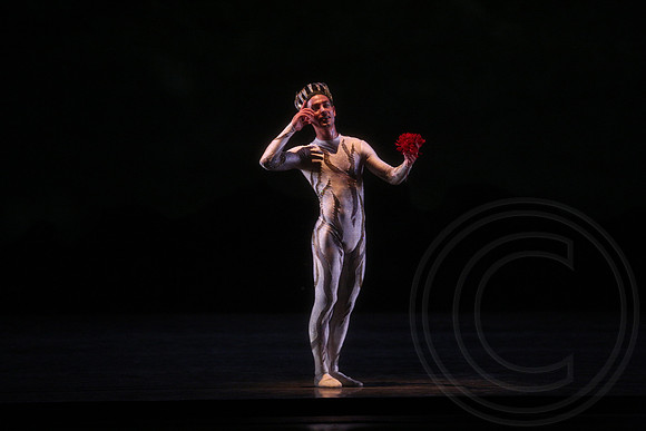 20160317_Midsummer_Nights_Dream_DR_Closeup_IMG_7134