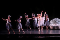 20160317_Midsummer_Nights_Dream_DR_Closeup_IMG_7810