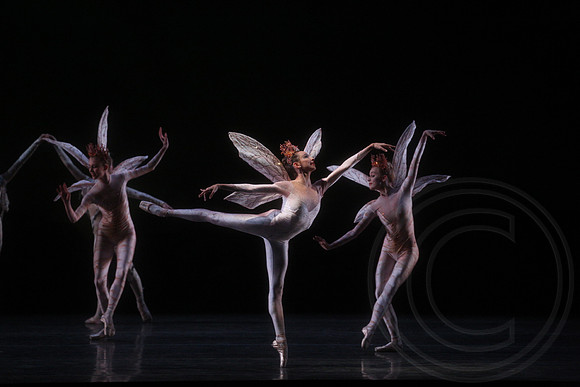 20160317_Midsummer_Nights_Dream_DR_Closeup_IMG_5476