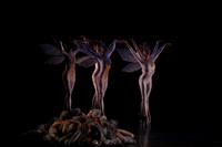 20160317_Midsummer_Nights_Dream_DR_Closeup_IMG_5943