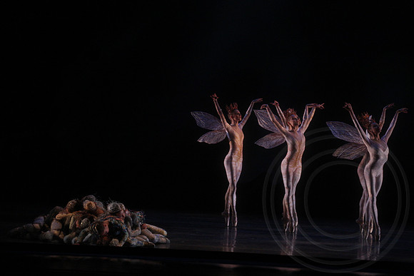 20160317_Midsummer_Nights_Dream_DR_Closeup_IMG_5956