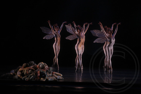 20160317_Midsummer_Nights_Dream_DR_Closeup_IMG_5949