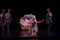 20160317_Midsummer_Nights_Dream_DR_Closeup_IMG_7984