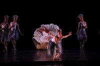 20160317_Midsummer_Nights_Dream_DR_Closeup_IMG_7983