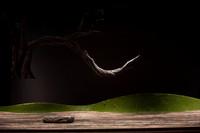 Orfeo ed Euridice Florida Grand Opera by Ranieri de’ Calzabigi