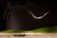 Orfeo ed Euridice Florida Grand Opera by Ranieri de’ Calzabigi