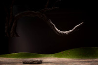 Orfeo ed Euridice Florida Grand Opera by Ranieri de’ Calzabigi