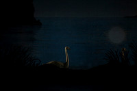 20151022_MCB_Swan_Lake_DR_Arsht_IMG_7612