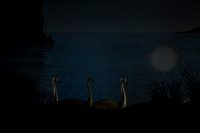 20151022_MCB_Swan_Lake_DR_Arsht_IMG_7585