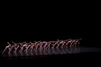 20150109_MCB_Symphony_in_3_Mouvements_AC_CG3P0230