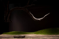 Orfeo ed Euridice Florida Grand Opera by Ranieri de’ Calzabigi