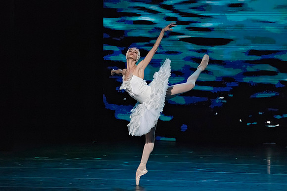 20241026_untitled20241026_Dying Swan__DSC5676