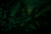 20160317_Midsummer_Night's_Dream_DR_Closeup_IMG_5417