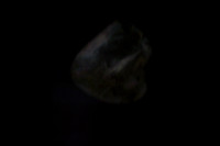 20160317_Midsummer_Night's_Dream_DR_Closeup_IMG_5401